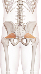 watermarked piriformis