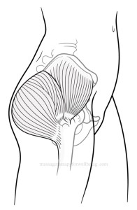 gluteal illustration small wmark (1)